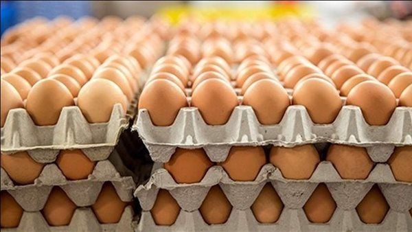 سعر كرتونة البيض اليوم الإثنين في بورصة الدواجن