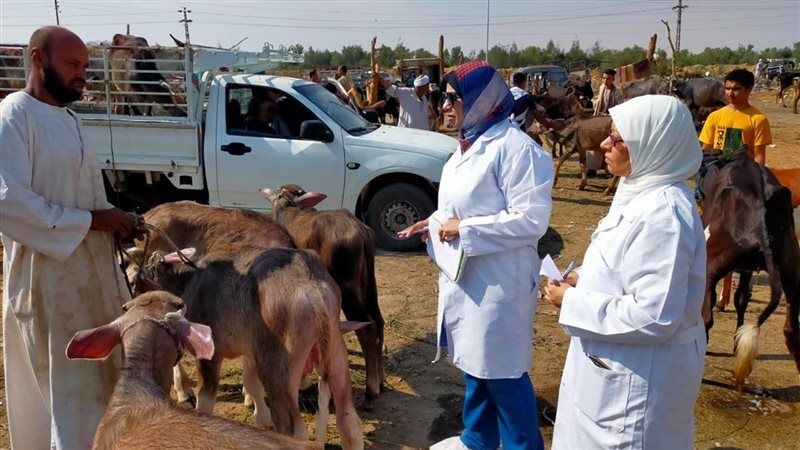 1037 ترخيصًا جديدًا و774 تسجيلة أعلاف، حصاد قطاع الثروة الحيوانية والداجنة خلال سبتمبر