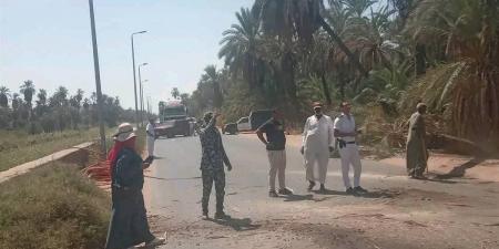 سقوط نخلة على الطريق الزراعي بأسوان وتعطل الحركة المرورية (صور)