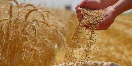 خطة التموين لتأمين الاحتياطي الاستراتيجي من القمح بتنويع مصادر الاستيراد لضمان استقرار الإمدادات