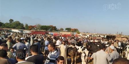 سوق الجعفرية للمواشي بالغربية يستعيد نشاطه وينقل موعده الأسبوعي إلى فجر الجمعة