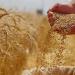 خطة التموين لتأمين الاحتياطي الاستراتيجي من القمح بتنويع مصادر الاستيراد لضمان استقرار الإمدادات