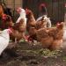 البيضاء تتجاوز الـ 80 واستقرار في البلدي، سعر الفراخ اليوم الأربعاء 30 سبتمبر 2026