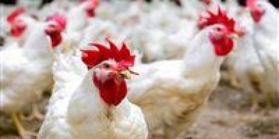 سعر الدواجن اليوم الجمعة 25 سبتمبر في الأسواق