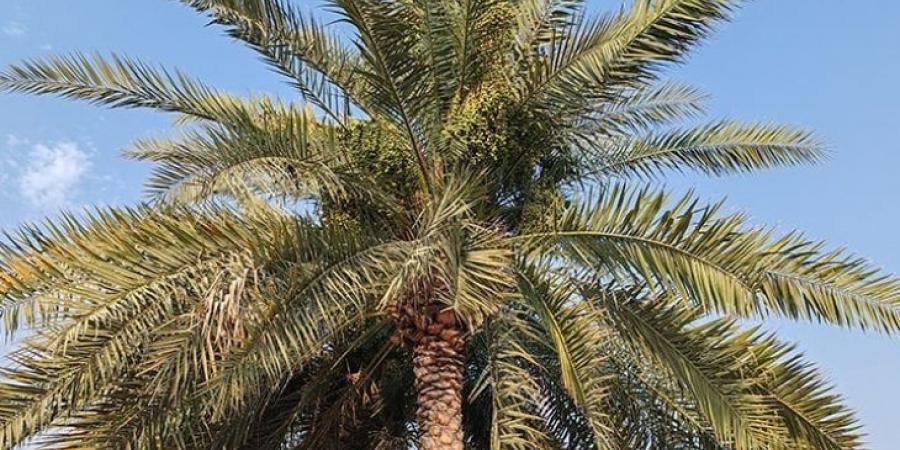عريس البستان