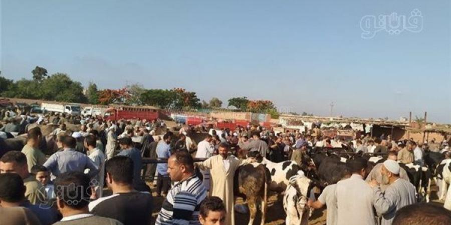سوق الجعفرية للمواشي بالغربية يستعيد نشاطه وينقل موعده الأسبوعي إلى فجر الجمعة