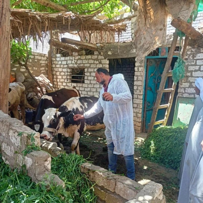 تحصين 296.8 ألف رأس ماشية وطائر ضد الأمراض الموسمية بحملات لـ«بيطرى الإسكندرية» خلال سبتمبر