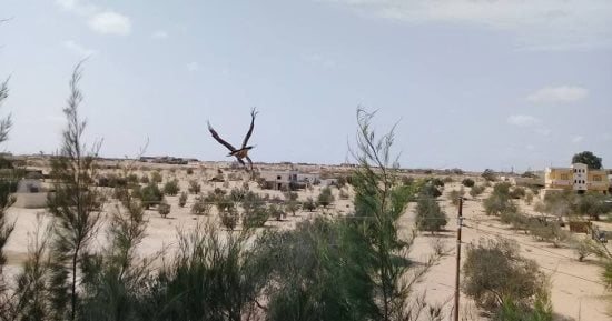 طقس حار على شمال سيناء وشبورة صباحية كثيفة.. وانخفاض منتظر بدرجات الحرارة
