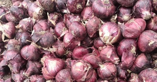 أسعار الخضراوات بأسواق سوهاج اليوم.. البصل بـ 20 جنيها