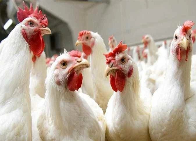ارتفعت لـ 92 جنيها.. أسعار الفراخ اليوم السبت في أسواق المنيا