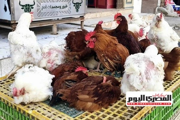 أسعار الفراخ والبيض اليوم الثلاثاء 20 أكتوبر 2026 في مطروح