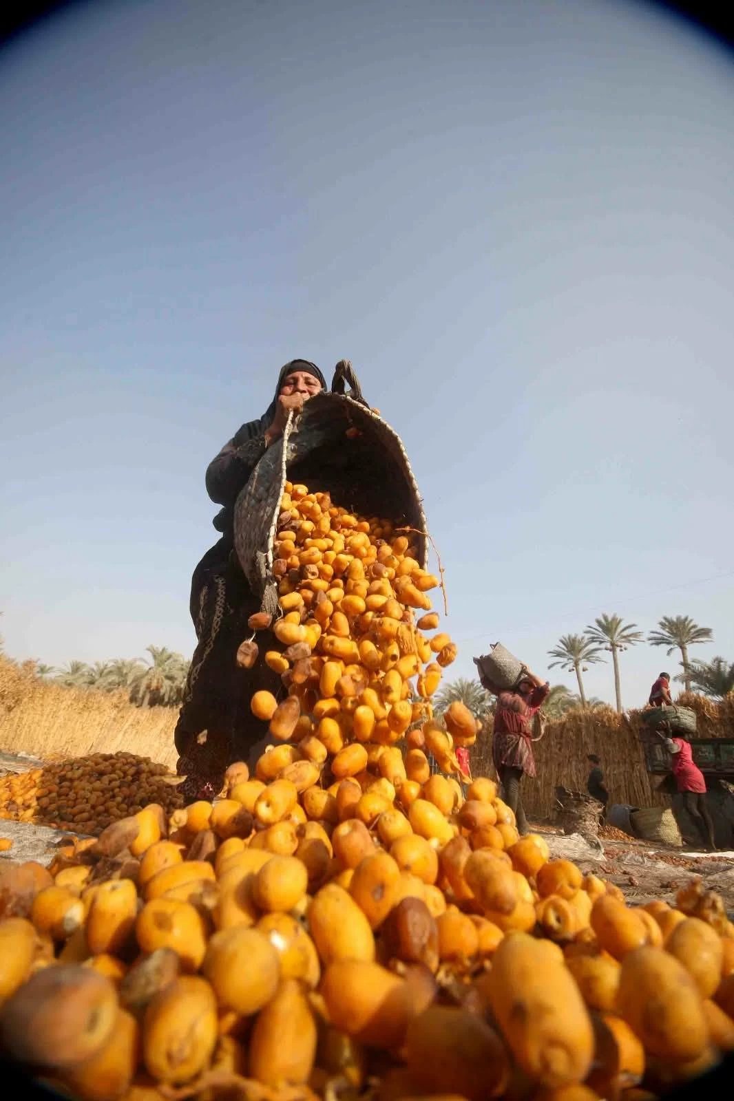 البلح في مطروح يبدأ من 25 جنيهًا.. والتمر المجدول يصل إلى 360 جنيهًا