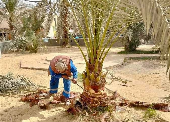 يبدأ من 30 جنيهًا للكيلو.. أسعار البلح السيوي اليوم في مطروح وسيوة