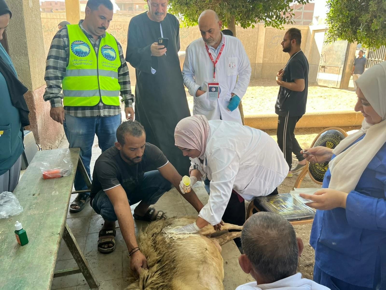 تقديم الخدمة البيطرية بالمجان لـ 8840 رأس ماشية بقرية الشموت في بنها