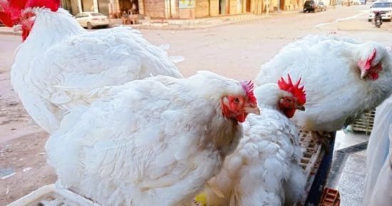 سعر كيلو الفراخ بالقليوبية الإثنين 26 ـ 10 - 2026.. البيضا بـ78 جنيها