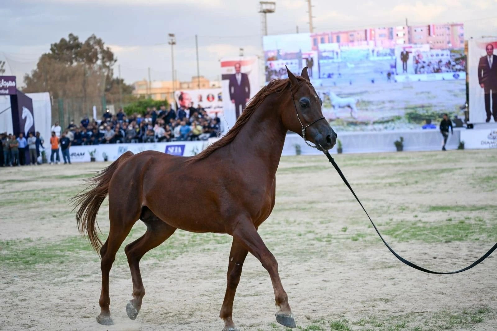 بمشاركة 5 جنسيات عربية.. استمرار منافسات بطولة الخيول العربية الأصيلة في الشرقية