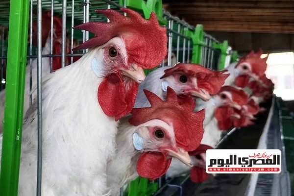 رئيس شعبة الدواجن بغرفة الجيزة التجارية: «أتوقع انخفاض أسعار الفراخ الفترة المقبلة»