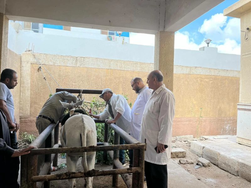 بينها 1800 رأس ماشية ودواجن.. بيطري القليوبية يقدم خدماته العلاجية لـ 2480 حالة بقرية كفر الصهبي
