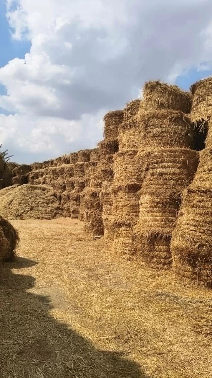 للقضاء على السحابة السوداء.. جمع 145 ألف طن قش أرز بالشرقية