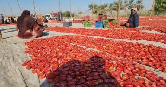 الطماطم بكام؟.. سعر الخضار بالقليوبية اليوم الثلاثاء 27 - 10 – 2026