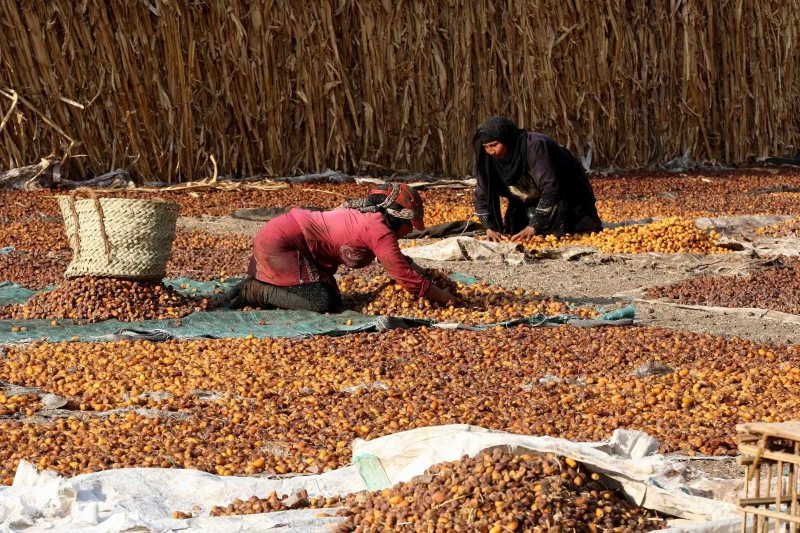 العجوة بـ60 جنيهًا.. أسعار البلح والتمر في سيوة ومرسى مطروح اليوم الأربعاء