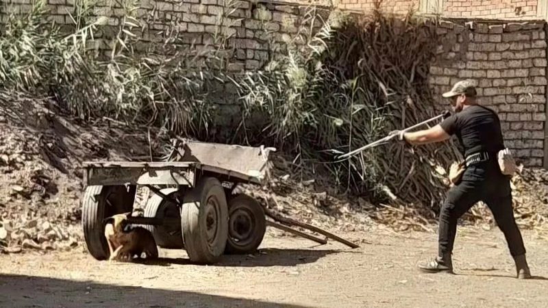حملة موسعة لتحصين الكلاب الضالة ضد السعار بقرية مجول في بنها