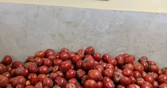 الطماطم بكام النهاردة؟.. سعر الخضار بأسواق القليوبية اليوم الإثنين 26-10–2026
